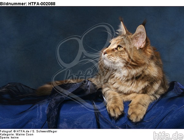 Maine Coon / HTFA-002088