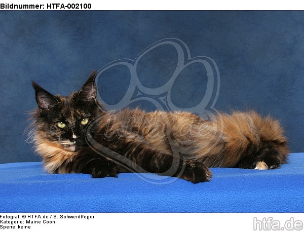 Maine Coon / HTFA-002100