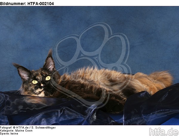 Maine Coon / HTFA-002104