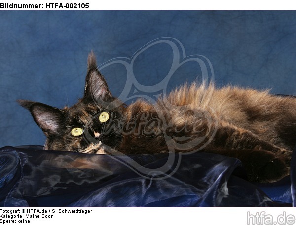 Maine Coon / HTFA-002105