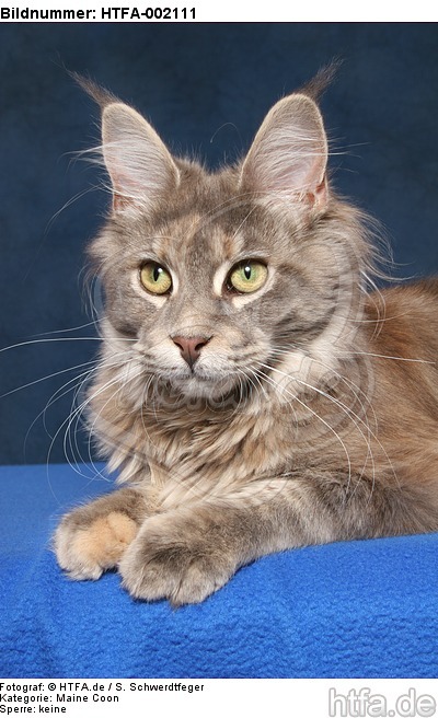 Maine Coon / HTFA-002111