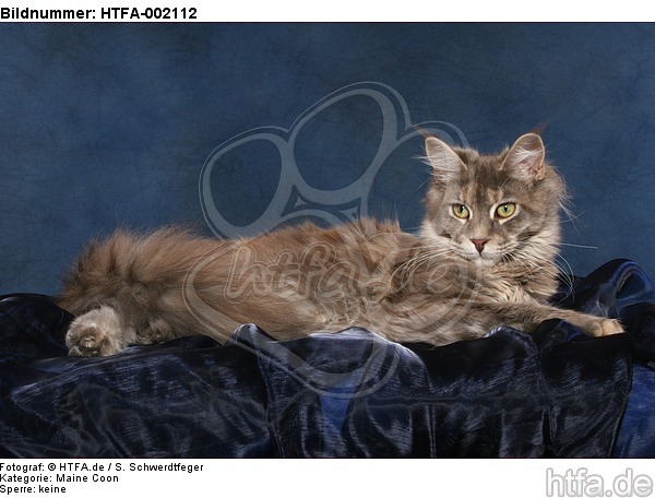 Maine Coon / HTFA-002112