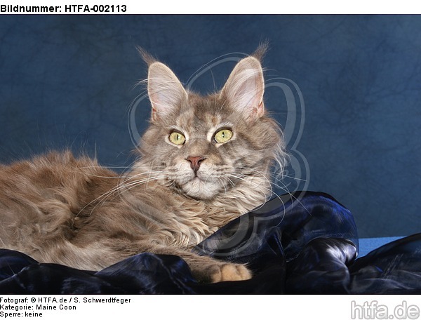 Maine Coon / HTFA-002113