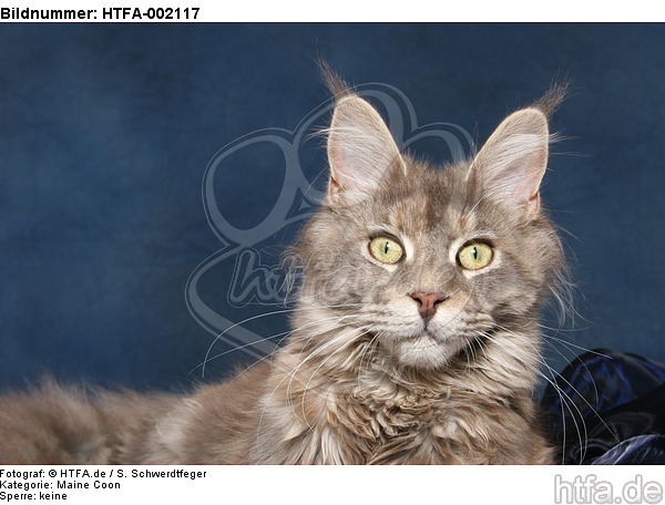 Maine Coon / HTFA-002117