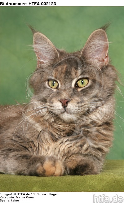 Maine Coon / HTFA-002123