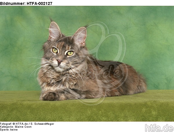 Maine Coon / HTFA-002127