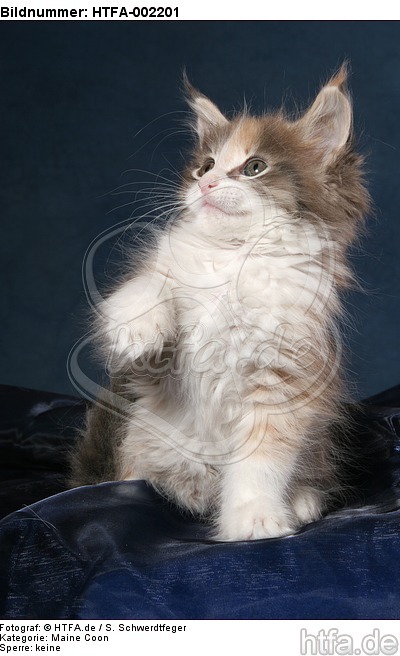 Maine Coon Kätzchen / maine coon kitten / HTFA-002201