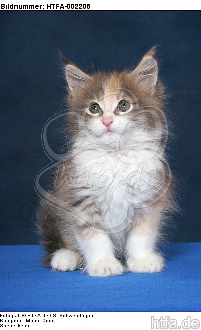 Maine Coon Kätzchen / maine coon kitten / HTFA-002205