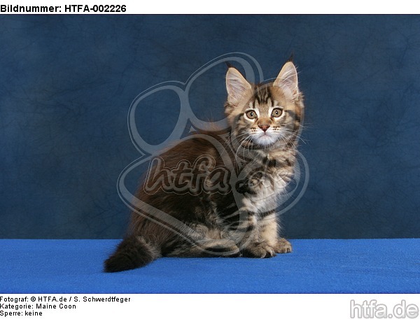 Maine Coon Kätzchen / maine coon kitten / HTFA-002226