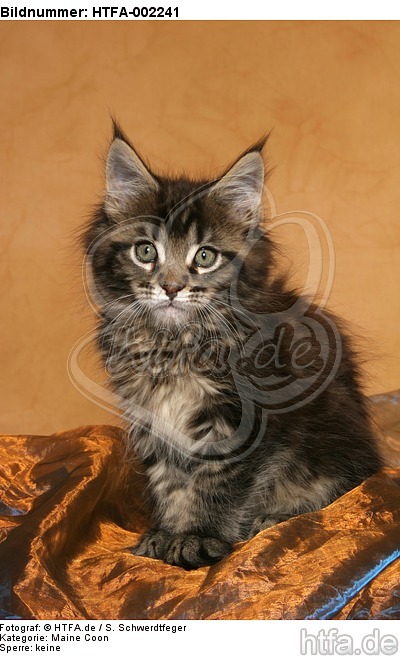 Maine Coon Kätzchen / maine coon kitten / HTFA-002241