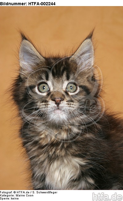 Maine Coon Kätzchen / maine coon kitten / HTFA-002244