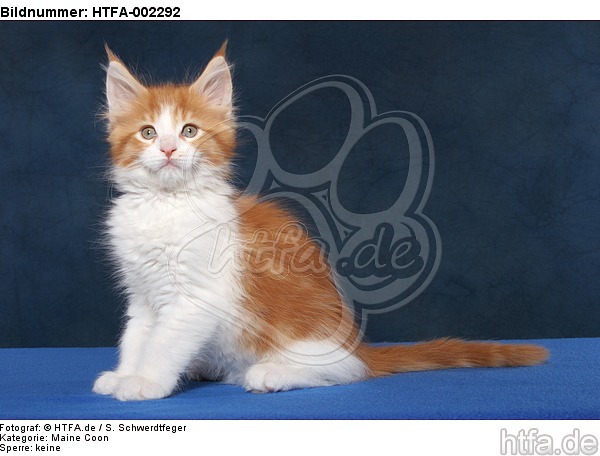 Maine Coon Kätzchen / maine coon kitten / HTFA-002292