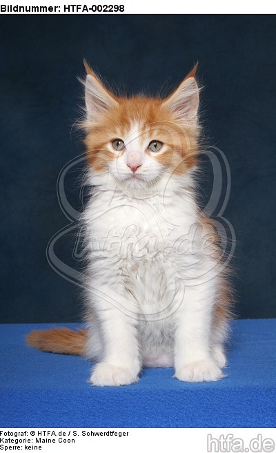 Maine Coon Kätzchen / maine coon kitten / HTFA-002298