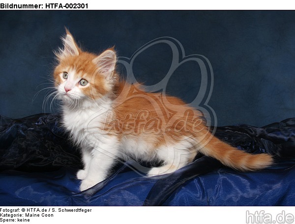 Maine Coon Kätzchen / maine coon kitten / HTFA-002301