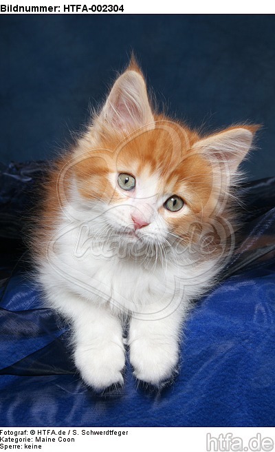 Maine Coon Kätzchen / maine coon kitten / HTFA-002304