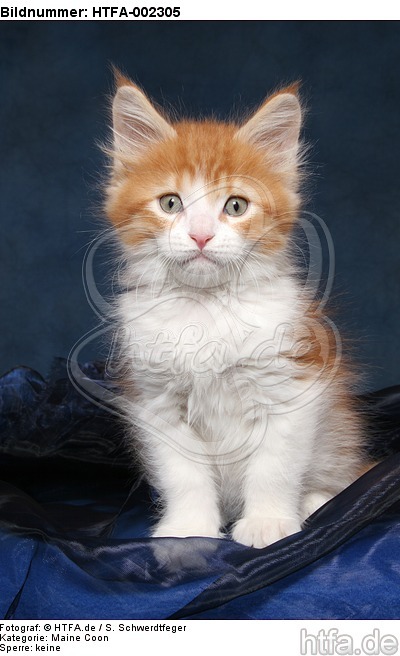 Maine Coon Kätzchen / maine coon kitten / HTFA-002305