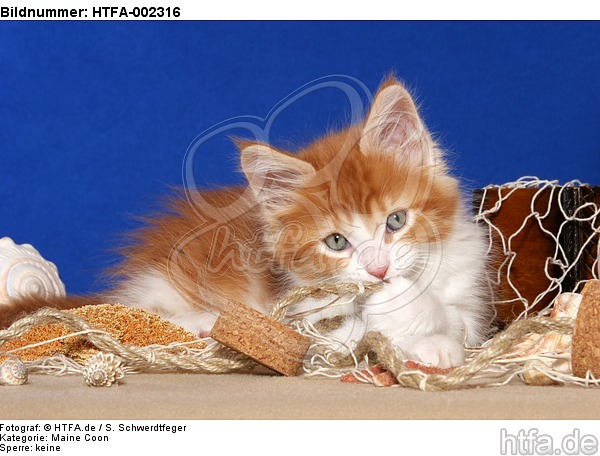 Maine Coon Kätzchen / maine coon kitten / HTFA-002316