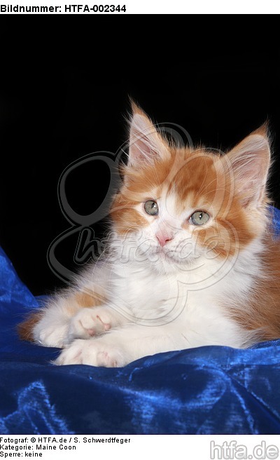 Maine Coon Kätzchen / maine coon kitten / HTFA-002344