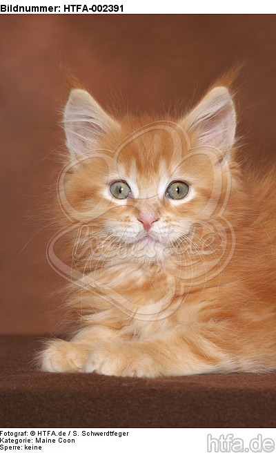 Maine Coon Kätzchen / maine coon kitten / HTFA-002391