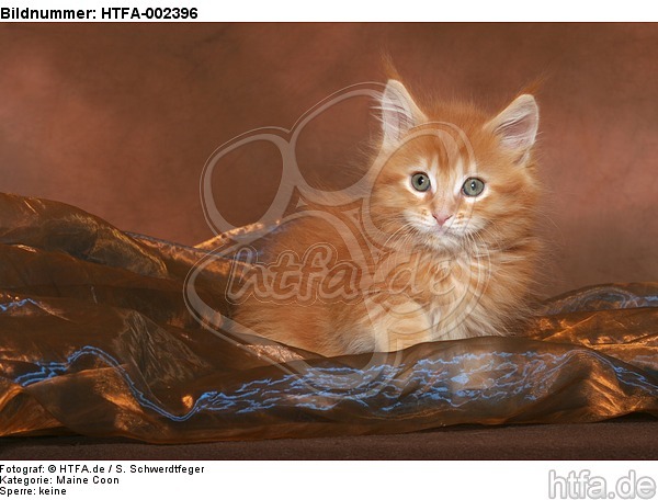 Maine Coon Kätzchen / maine coon kitten / HTFA-002396