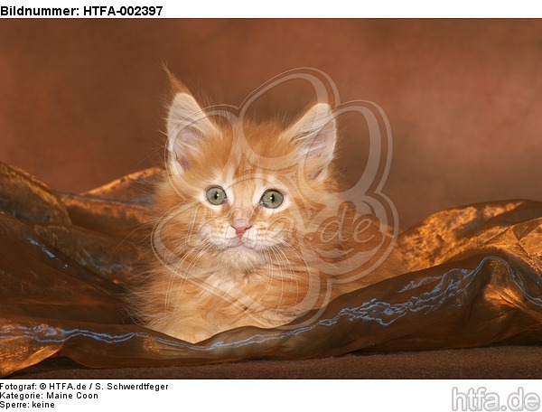 Maine Coon Kätzchen / maine coon kitten / HTFA-002397