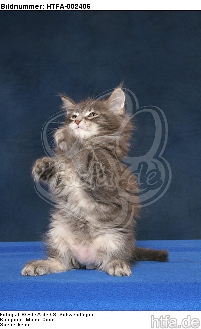 Maine Coon Kätzchen / maine coon kitten / HTFA-002406