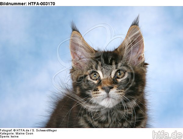 Maine Coon Kätzchen / maine coon kitten / HTFA-003170