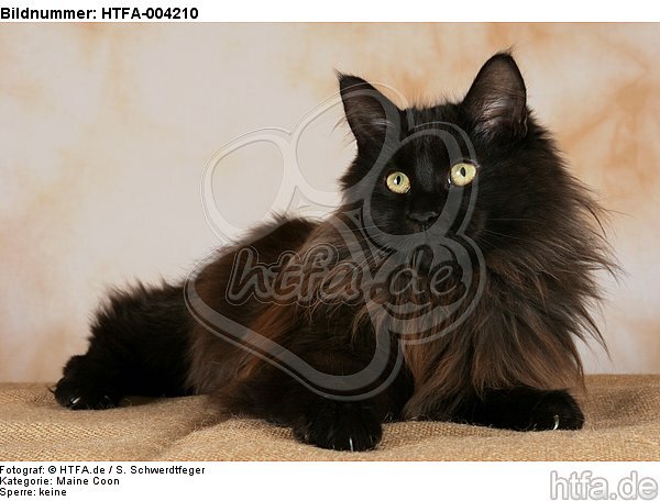 Maine Coon / HTFA-004210
