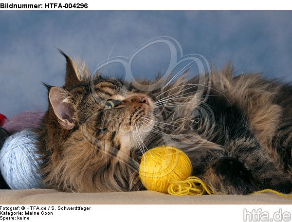 Maine Coon / HTFA-004296