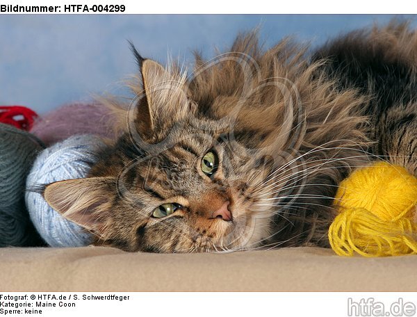 Maine Coon / HTFA-004299