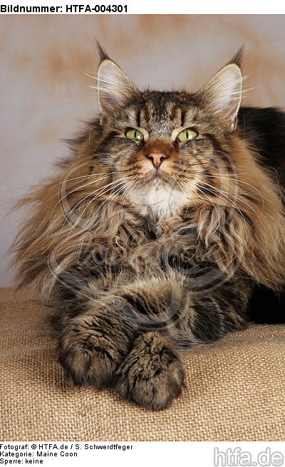 Maine Coon / HTFA-004301