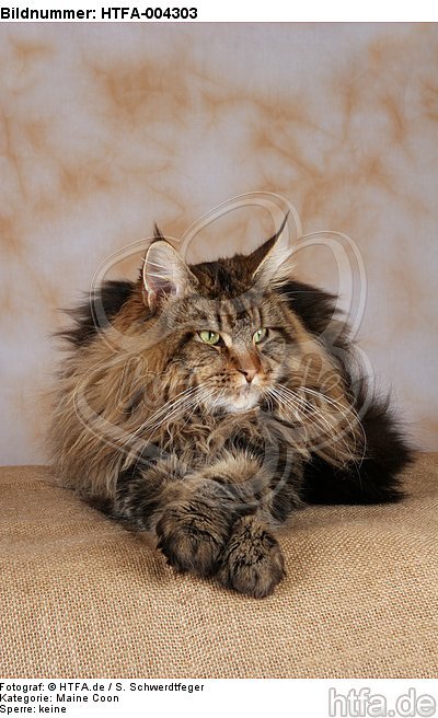 Maine Coon / HTFA-004303