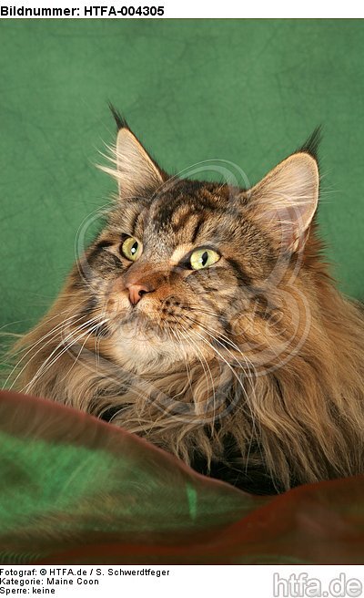 Maine Coon / HTFA-004305