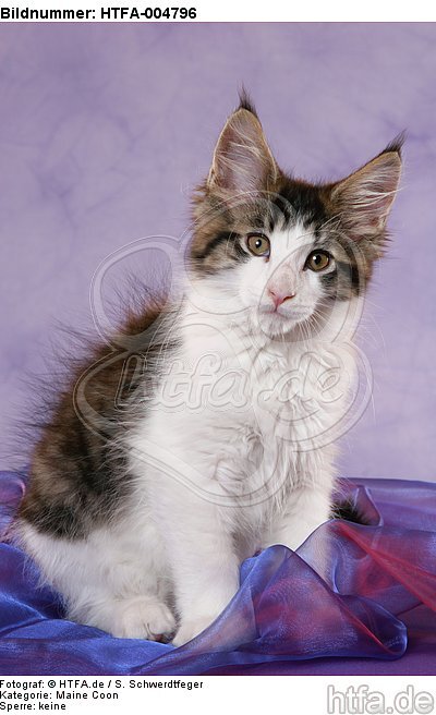 Maine Coon Kätzchen / maine coon kitten / HTFA-004796