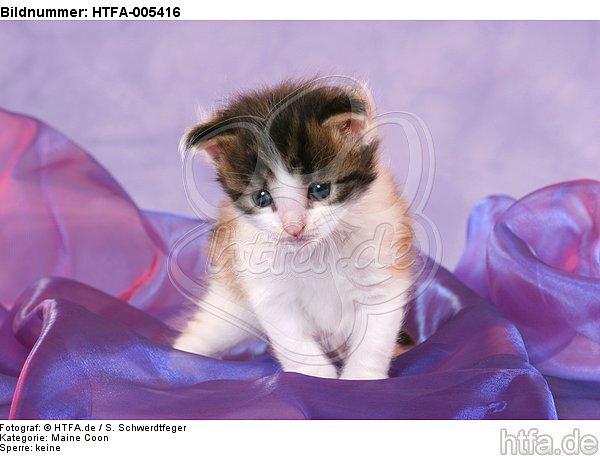Maine Coon Kätzchen / maine coon kitten / HTFA-005416