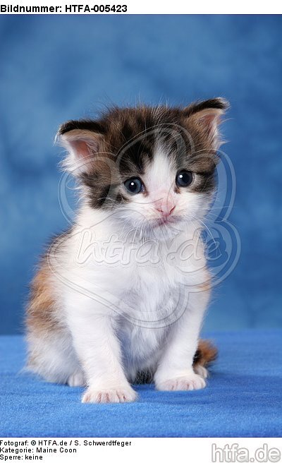 Maine Coon Kätzchen / maine coon kitten / HTFA-005423