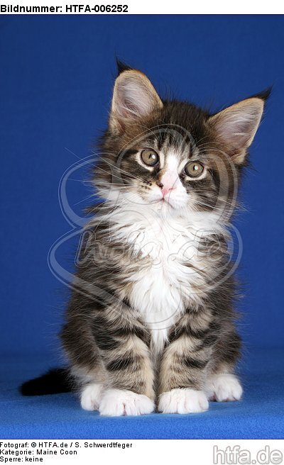 Maine Coon Kätzchen / maine coon kitten / HTFA-006252