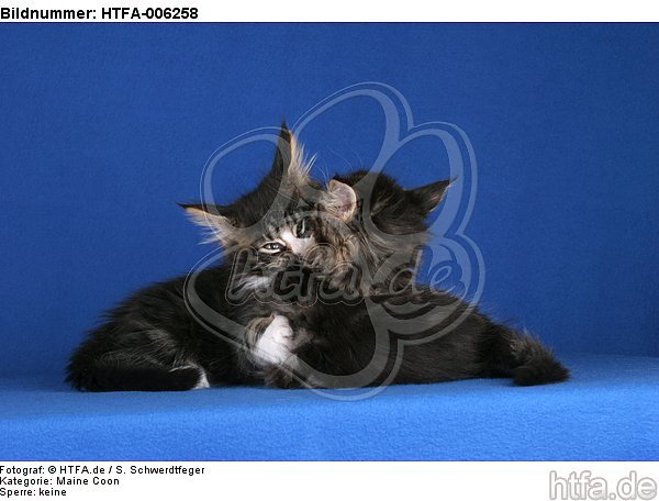 Maine Coon Kätzchen / maine coon kitten / HTFA-006258