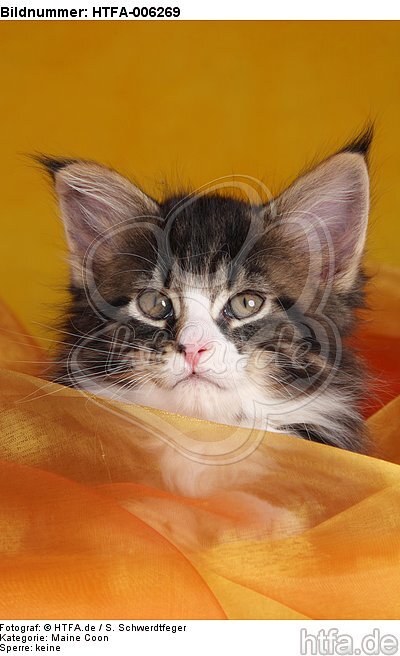 Maine Coon Kätzchen / maine coon kitten / HTFA-006269