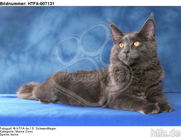 Maine Coon / HTFA-007131