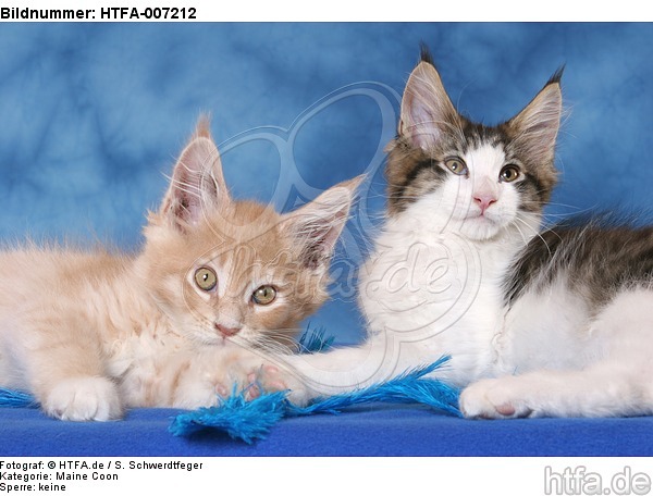 Maine Coon Kätzchen / maine coon kitten / HTFA-007212