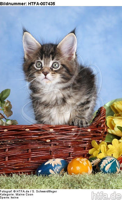 Maine Coon Kätzchen / maine coon kitten / HTFA-007435