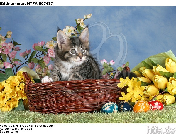 Maine Coon Kätzchen / maine coon kitten / HTFA-007437