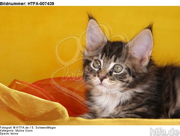 Maine Coon Kätzchen / maine coon kitten / HTFA-007439