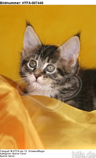 Maine Coon Kätzchen / maine coon kitten / HTFA-007440