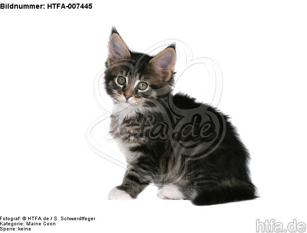 Maine Coon Kätzchen / maine coon kitten / HTFA-007445