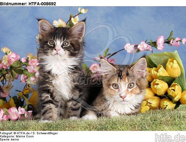 Maine Coon Kätzchen / maine coon kitten / HTFA-008692