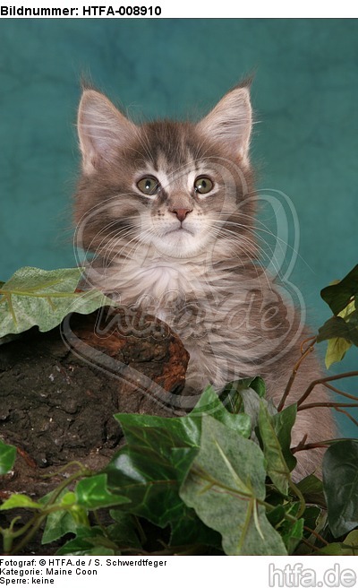 Maine Coon Kätzchen / maine coon kitten / HTFA-008910