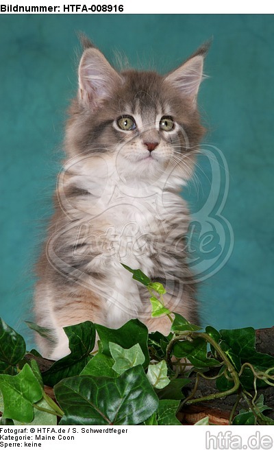 Maine Coon Kätzchen / maine coon kitten / HTFA-008916