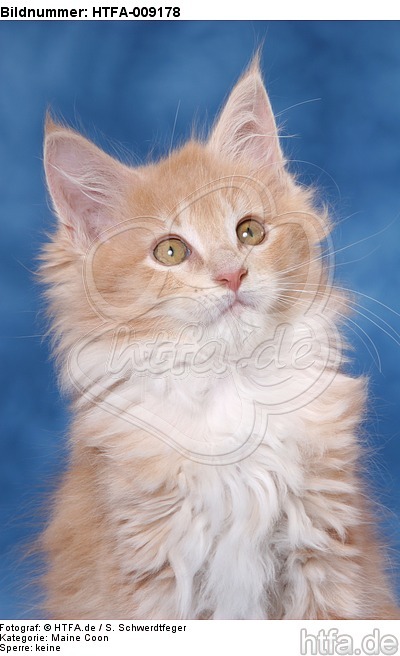 Maine Coon Kätzchen Portrait / maine coon kitten portrait / HTFA-009178